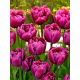 Tulipan Margarita - duża paczka! - 50 szt.