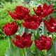 Tulipan Maywood - duża paczka - 50 szt.