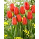 Tulipan Orange Juice - GIGA paczka! - 250 szt.