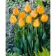 Tulipan Orange Lion - 5 szt.