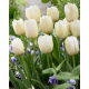 Tulipan Pays Bas - 5 szt.