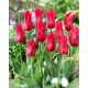 Tulipan Pieter De Leur - 5 szt.