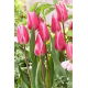 Tulipan Pink Surprise - 5 szt.