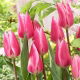 Tulipan Pink Surprise - 5 szt.
