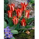 Tulipan Plaisir - GIGA paczka! - 250 szt.