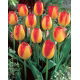 Tulipan Prins Claus - 5 szt.
