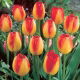 Tulipan Prins Claus - 5 szt.