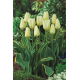 Tulipan Purissima Design - 5 szt.