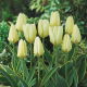 Tulipan Purissima Design - duża paczka! - 50 szt.