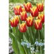 Tulipan Reputation - GIGA paczka! - 250 szt.