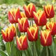 Tulipan Reputation - GIGA paczka! - 250 szt.