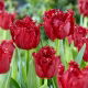 Tulipan Versaci - 5 szt.