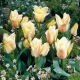 Tulipan Albion Star - 5 szt.