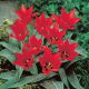 Tulipan Ali Baba - 5 szt.
