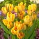 Tulipan Aquilla - duża paczka! - 50 szt.