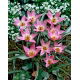 Tulipan Aucheriana - GIGA paczka! - 250 szt. 