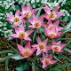 Tulipan Aucheriana - GIGA paczka! - 250 szt. 