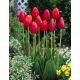 Tulipan Avignon - GIGA paczka! - 250 szt.