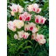Tulipan Candy Club - GIGA paczka! - 250 szt.