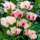 Tulipan Candy Club - GIGA paczka! - 250 szt.