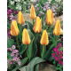 Tulipan Miskodeed - 5 szt.