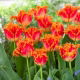 Tulipan Real Time - 5 szt.