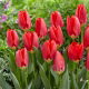 Tulipan Red Purissima - duża paczka! - 50 szt.