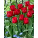 Tulipan Red Wing - 5 szt.