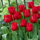 Tulipan Red Wing - 5 szt.