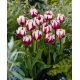 Tulipan Rems Favourite - duża paczka! - 50 szt.