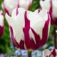 Tulipan Rems Favourite - 5 szt.