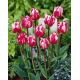 Tulipan Rems Sensation - GIGA paczka! - 250 szt.