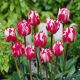 Tulipan Rems Sensation - GIGA paczka! - 250 szt.