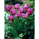 Tulipan papuzi fioletowy - Parrot purple - GIGA paczka! - 250 szt.