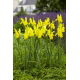 Irys holenderski - Strongold - 10 szt.
