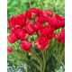 Tulipan Estatic - 5 szt.
