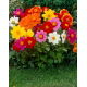 Dalia - Mignon mix