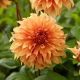 Dalia - Hercules