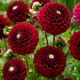 Dalia - Babette