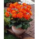 Dalia - Alstergruss