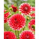 Dalia - Nagano