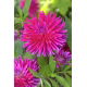 Dalia - Purple Gem