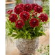 Dalia - Red Rock