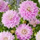 Dalia - Ferncliff Inspiration