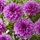 Dalia - Lilac Time
