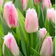 Tulipan Edinburgh - duża paczka! - 50 szt.