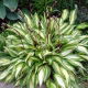 Funkia - Hosta Cherry Berry