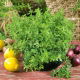 Oregano greckie - NASIONA OTOCZKOWANE