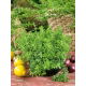 Oregano greckie - NASIONA OTOCZKOWANE