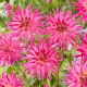 Dalia - Electric Light - GIGA paczka!  - 50 szt.
